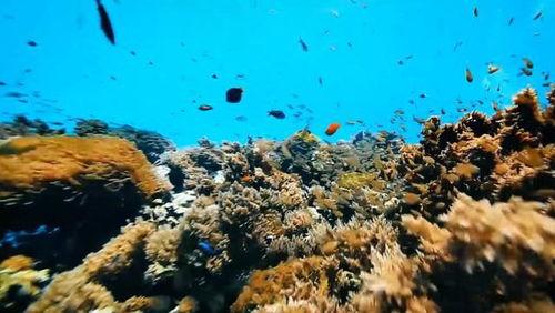 马尾藻海的奇迹,神秘奇迹的海洋秘境