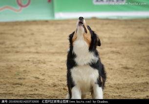 飞盘犬 (2020),2020年度最受欢迎的运动犬种揭秘