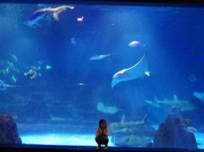 海狮利奥环岛记,海狮利奥的环岛冒险之旅